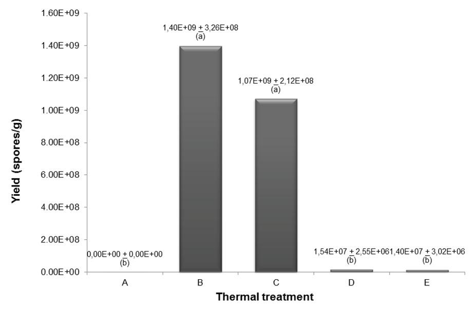 Spore yield of T. asperellum using different heat treatments. Substrate was hydrated at 60 %, inoculated with 106 spores/g and 3 % w/w salt content (NP/NK). Treatments with the same letter indicate no significant differences. A: Non-sterile PS dried at 60 ºC; B: Sterilized PS (121ºC/15 min) previously dried at 60 ºC; C: Pasteurized PS (100 ºC/30 min) previously dried at 60ºC; D: Air dried PS without sterilization; E: Non processed PS.