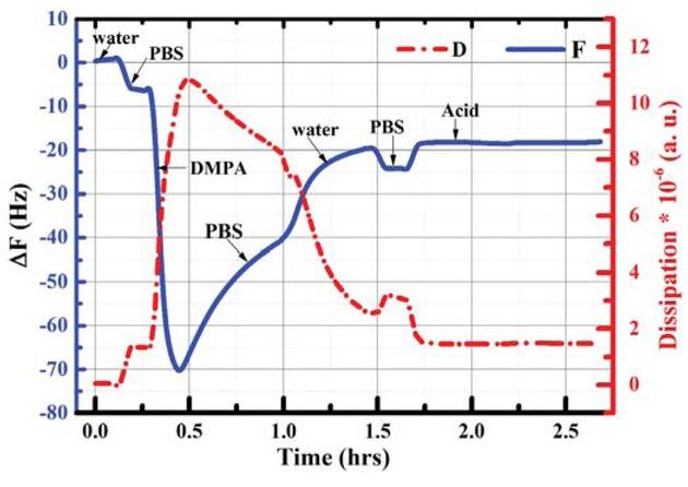 Representative QCM sensogram showing the removal of the top membrane leaflet by acetic acid on the DMPA coated iron chip.