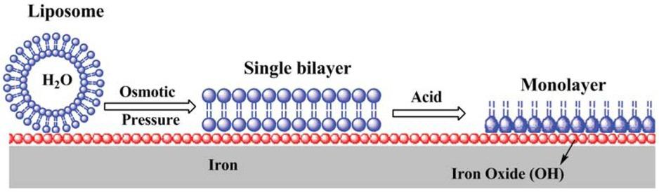 The mechanism of surface coating by liposome deposition. Bilayer coating forms spontaneously upon contact. The top leaflet of the bilayer may be removed upon acid treatment, however the bottom leaflet remains stable on the surface.
