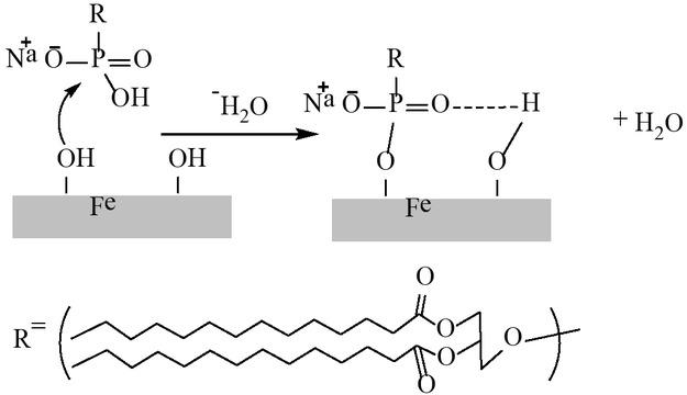 The condensation reaction mechanism of the lipid on the iron oxide surface. The hydroxyl group of the iron attaches to the phosphoryl group and the consequence of this step is chemical binding of the lipid to the metal oxide.