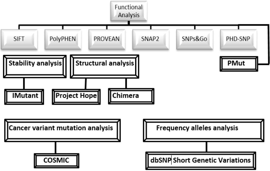Paper workflow, which shows the used methods and soft wares in the paper.