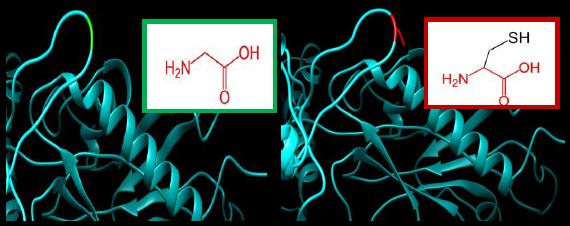 SNPs ID: rs200806263: G49C: The amino acid Glycine (green color) changed to Cysteine (red color) at position 49. Illustration was done by UCSF Chimera (v 1.10.2.) and project HOPE.