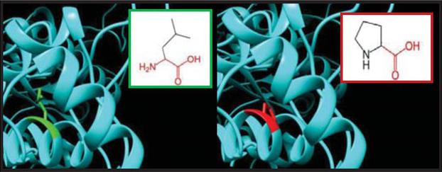 SNPs ID: rs1060500015: L63P: The amino acids Leucine (green color) changed to Proline (red color) at position 63. Illustration was done by UCSF Chimera (v 1.10.2.) and project HOPE.