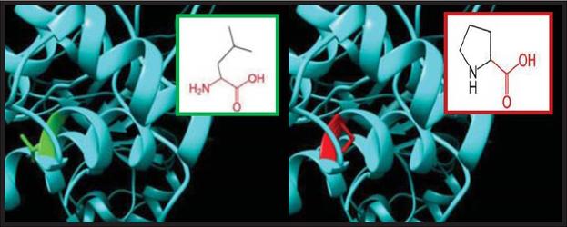 SNPs ID: rs121434264: L64P: The amino acid Leucine (green color) changed to Proline (red color) at position 64. Illustration was done by UCSF Chimera (v 1.10.2.) and project HOPE.