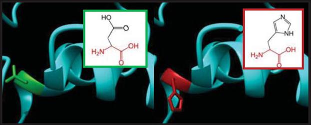 SNPs ID: rs778467088: D90H: The amino acid Aspartic acid (green color) changed to Histidine (red color) at position 90. Illustration was done by UCSF Chimera (v 1.10.2.) and project HOPE.