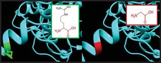 SNPs ID: rs770439843: R222G: The amino acid Arginine (green color) changed to Glycine (red color) at position 222. Illustration was done by UCSF Chimera (v 1.10.2.) and project HOPE.