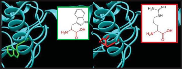 SNPs ID: rs1060500022: W231R: The amino acid Tryptophan (green color) changed to Arginine (red color) at position 231. Illustration was done by UCSF Chimera (v 1.10.2.) and project HOPE.