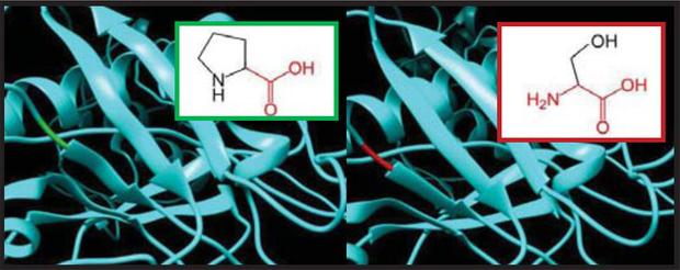 SNPs ID: rs770734388:P360S: The amino acid Proline (green color) changed to Serine (red color) at position 360. Illustration was done by UCSF Chimera (v 1.10.2.) and project HOPE.