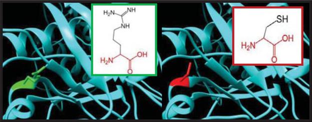 SNPs ID: rs754454928: R441C: The amino acid Arginine (green color) changed to Cysteine ( red color) at position 441. Illustration was done by UCSF Chimera (v 1.10.2.) and project HOPE.