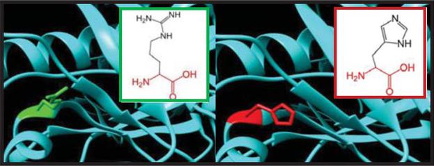 SNPs ID: rs778432682: R441H: The amino acid Arginine (green color) changed to Histidine (red color) at position 441. Illustration was done by UCSF Chimera (v 1.10.2.) and project HOPE.