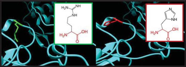 SNPs ID: rs759222387: R504H: The amino acid Arginine (green color) changed to Histidine (red color) at position 504. Illustration was done by UCSF Chimera (v 1.10.2.) and project HOPE.