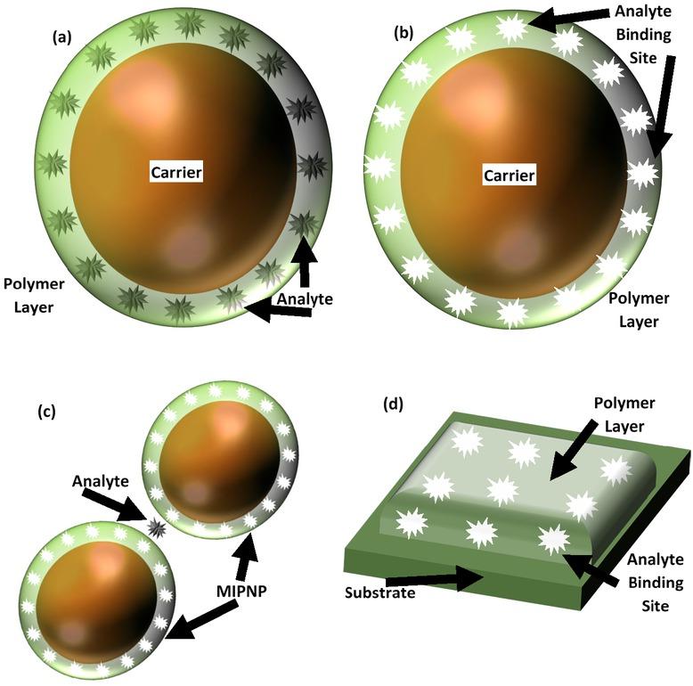 (a) Many MIPNP conformations assume a core-shell configuration, where the core NP composition varies depending on the intended function. The shell is often a nano-thin MIP layer for selective binding. Here, the template analyte is retained during polymerization. (b) Later, the analyte can be removed via elution, leaving binding sites complementary to the target analyte. (c) Selectivity can be enhanced by designing two different MIPNPs, as in (a) and (b), each for distinct parts of the analyte, thus realizing a sandwich immunoassay. (d) For homogeneous biosensing, a nano-thin MIP layer like an electrode, wave guide, or piezoelectric cantilever, can be deposited on the relevant substrate for selective binding.