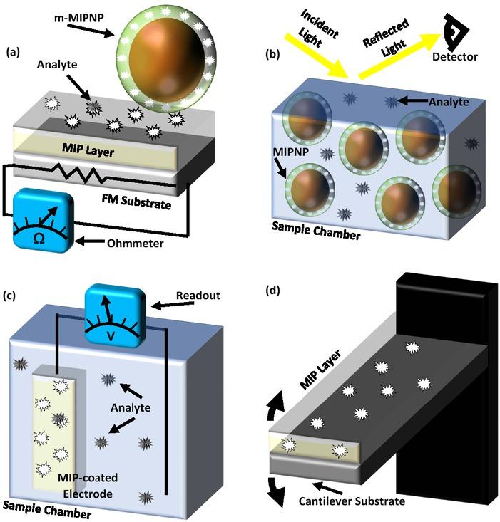 (a) A near-future magnetic transduction strategy can deposit a nano-thin MIP layer onto a ferromagnetic substrate for magnetoresistance sensor operation. (b) Many optical transduction strategies monitor changes in light after it interacts with aqueous MIPNPs bound to analyte. (c) In some ECM transduction strategies, nano-thin MIPs are layered onto electrodes. (d) Some gravimetric transduction strategies monitor the characteristic frequency of an oscillating cantilever to determine the analyte’s concentration.