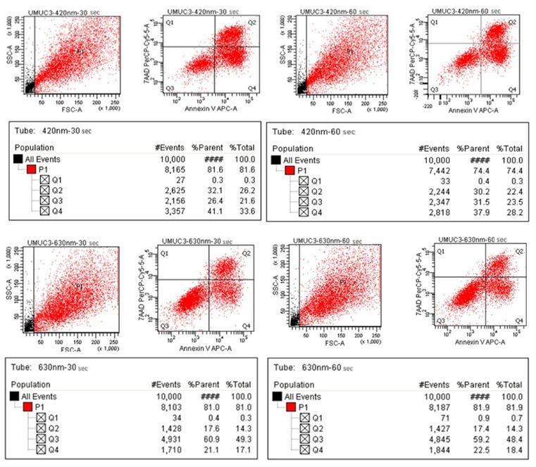 Annexin-V/7-AAD apoptosis/necrosis analysis of 30 s and 60 s PDT treated UMUC-3 cells.