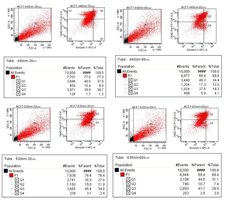Annexin-V/7-AAD apoptosis/necrosis analysis of 30 s and 60 s PDT treated MCF-7 cells.