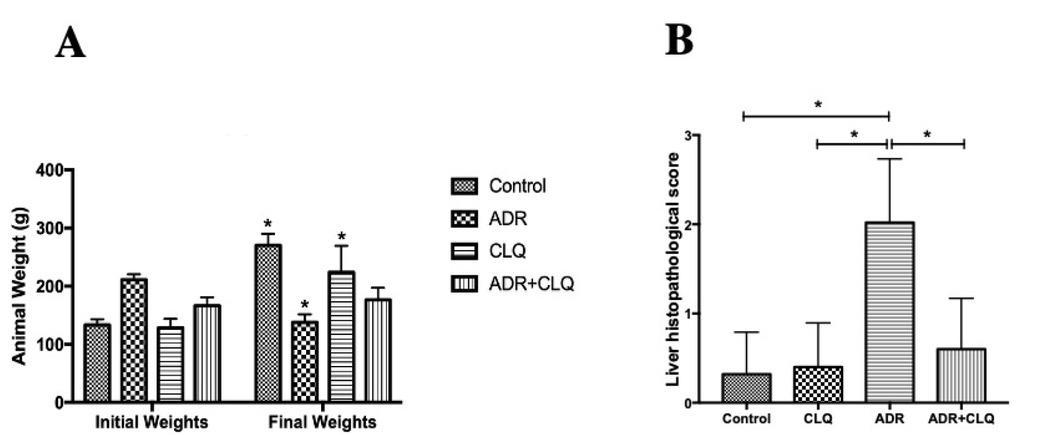 (A) Changes in the body weights of the experimental animals before and after the application of the experimental procedure. (B) Final body weights in the ADR group decreased significantly compared to the Control group, CLQ group and initial body weights of ADR group (p<0.05). Furthermore, body weight in the ADR+CLQ group were significantly higher compared to those of the ADR group (p<0.05). Histopathological scores showed a significant increase in the histopathological score in the ADR group when compared to the Control and CLQ group. However, it is also seen a significant decrease in the histopathological score in the ADR+CLQ group when compared to the ADR group. Abbreviations: ADR, Adriamycin; CLQ, Chloroquine.
