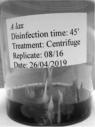 Germinated seeds of Anacamptis laxiflora 189 d after sowing.