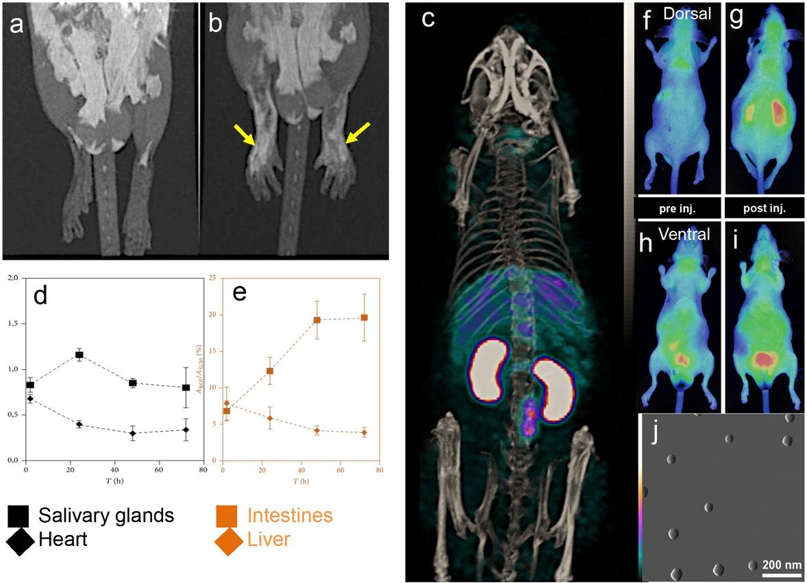 Multimodal contrast-enhancing properties of labeled biocompatible Prussian Blue nanoparticles (PBNP). a. Pre-injection T1-weighted MR image of a mouse injected with PBNP. Subcutaneous injection of 60 uL methylene blue-labeled, polyethyelene-glycol-capped particles in both hindlimbs caused noticeable T1 contrast increase in 24hours after injection. b. Post-injection T1 contrast increase in the hindpaws (yellow arrows). c. A similar PBNP preparation, labeled with 201Tl isotope reaches salivary glands, liver and kidneys in 24 hour post intravenous injection. Maximum intensity projection single photon emission computed tomography/X-ray computed tomography (SPECT/CT) image of the mouse is depicted. CT densities are shown in grayscale, SPECT Activities in the Regions of Interest (ROI) are shown in colour scale in % proportion of ROI radioactivity to total injected activity. d and e illustrate the biodistribution of PBNPs over time from SPECT volumes. f and h show dorsal and ventral whole-body autofluorescence images, respectively, of a mouse before injection with the PBNP preparation labeled with methylene blue. Fifteen minutes after intravenous injection the fluorescence signal was captured from the entire mouse body, with greates intensities above the kidneys, as shown in post-injection images in g (dorsal view) and i (ventral view). j. AFM images of PBNPs injected into animals. Figures adapted and modified from (12) and (15), copyright the Authors.