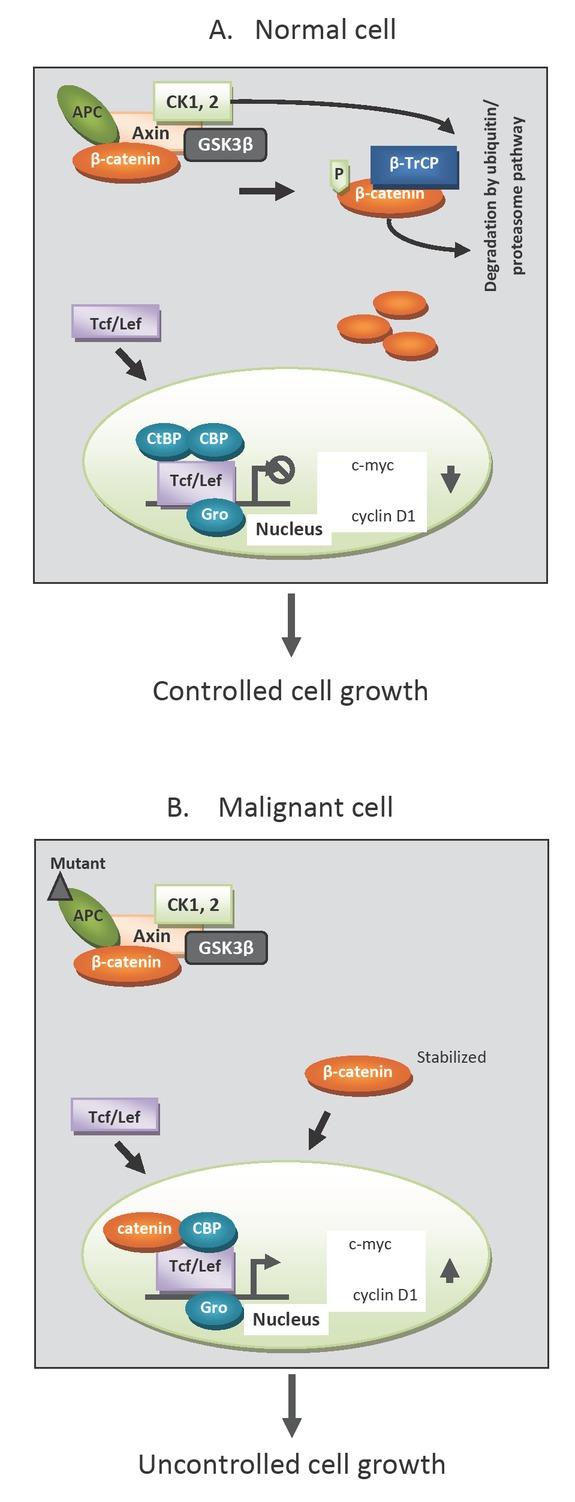 The Wnt-signaling pathway. (A) illustrates the down-regulation of β-catenin transactivation activity in normal epithelial cell. (B) shows the role of mutations in the APC or β-catenin protein in the regulation of β-catenin level and its transactivation property in malignant cell.