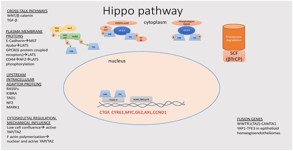 Hippo pathway proteins’ localization and regulation.