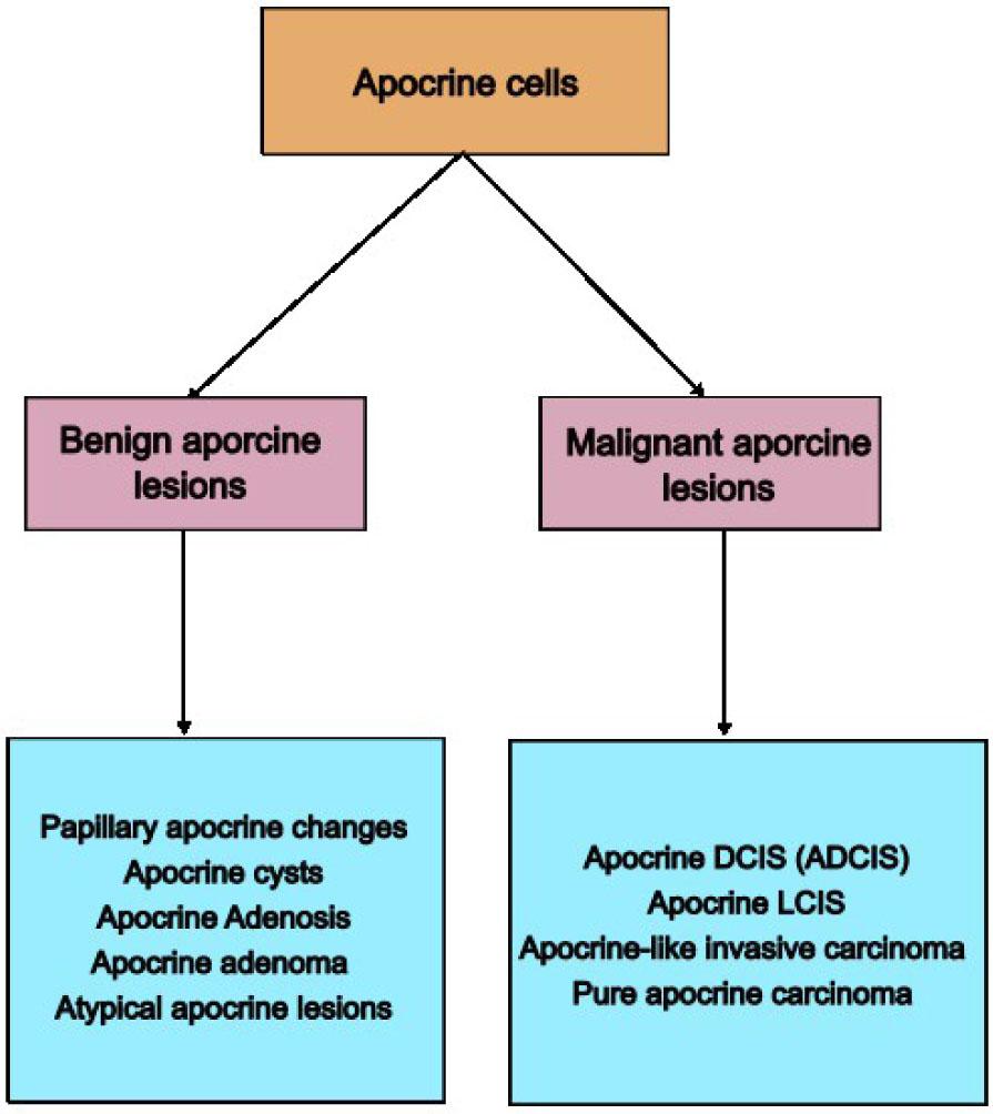 Classification of apocrine lesions in the breast.
