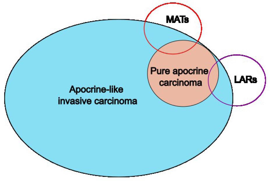 Illustration shows the relationship between apocrine carcinoma definitions.
