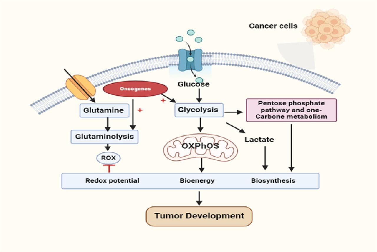 Internal metabolism of cancer cells.