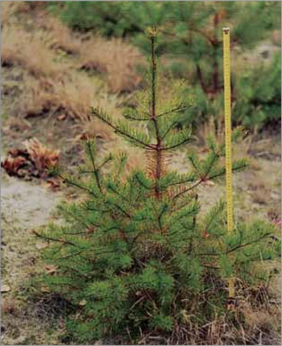 Jack pine self-seeding, which appeared on the sands after the fire. Rovzhiv Forestry: block 88, plot 7. Age – 8 years.