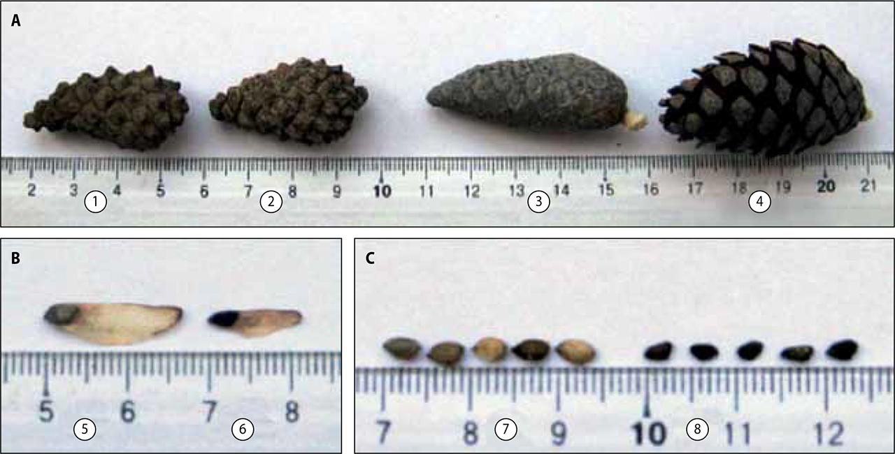 Cones and seeds collected in a 29-year-old pine plantation growing on displaced sands: (a) cones: (1, 2) – Scots pine, with varying degrees of severity of the apophysis surface, (3, 4) – Jack pine, with a smooth apophysis shape – before heat treatment (3) and after 15 min of heating in a thermostat at a temperature of 90°C (4); (b) seed with lionfish: (5) – Scots pine, (6) – Jack pine; (c) general type of seeds: (7) – Scots pine, (8) – Jack pine