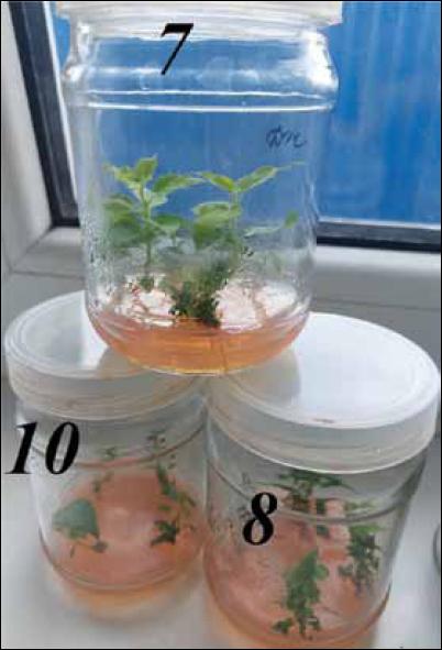 Reduction of biometric dimensions of regenerants of the Jefferson variety during long-term cultivation on a medium with an excess of auxins on 30th day of cultivation (the figures correspond to the passage number)