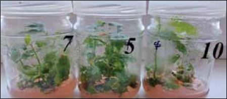 The condition of hazelnut regenerants of the Tonda Gentile Romana variety on a medium with 1.0 mg/l BAP and 0.3 IBA on the 30th day of propagation (the figures correspond to the passage number)