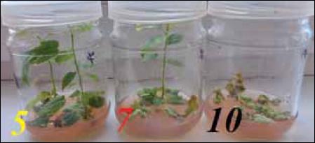 The condition of regenerants of the hazelnut variety Tonda Gentile Romana on a medium with 0.3 mg/l BAP and 1.5 IBA on the 30th day of propagation (the figures correspond to the passage number)
