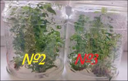 Hyperhydration of hazelnut regenerants of the Tonda Gentile Romana variety during passaging on media with the addition of 2.5 mg/l BAP and 1.5 mg/l gibberellin (the figures correspond to the passage number)