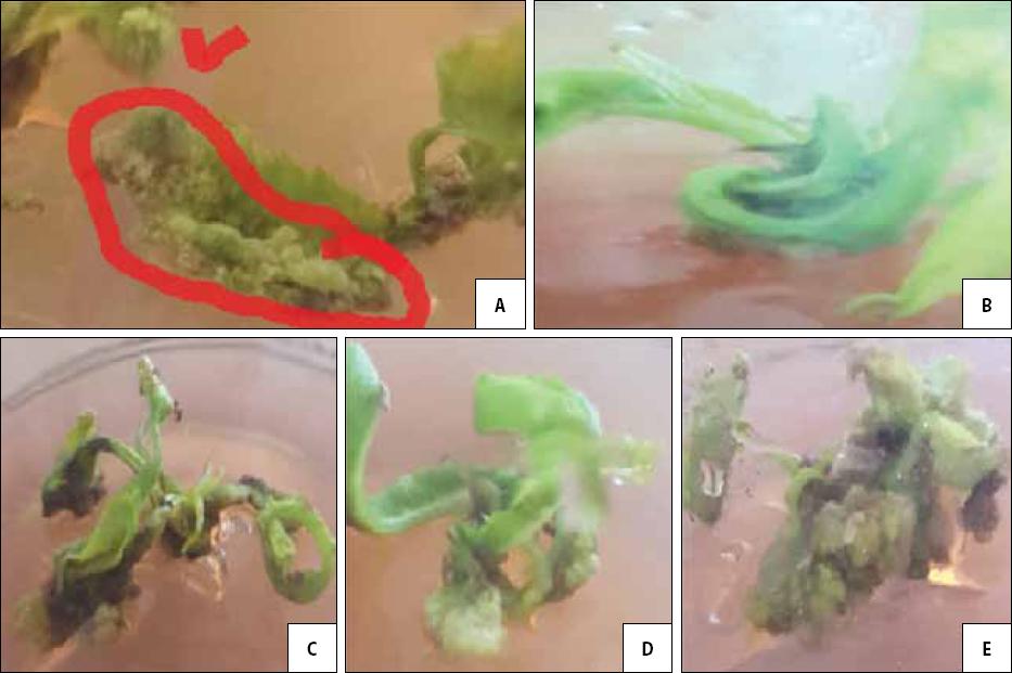 Callus formation in vitro in hazelnut and almond explants with the simultaneous addition of high concentrations of cytokinin BAP and IBA to the nutrient medium: (a) callus formation of hazelnut regenerants of the Tonda Gentile Romana variety on the medium with the addition of 2.5 mg/l BAP and 2.5 mg/l IBA; (b) rosette stem of almond regenerants of variety M41 Alex on the medium with the addition of 1.0 mg/l BAP and 1.0 mg/l IBA; (c) rosette stem and callus formation of almond regenerants of variety M41 Alex on the medium with the addition of 1.5 mg/l BAP and 1.5 mg/l IBA; (d) callus formation of almond regenerants of the M41 Alex variety in the basal part of the cutting explant on the medium with the addition of 2.0 mg/l BAP and 2.0 mg/l IBA; (e) callus formation of almonds of the M41 Alex variety over the entire surface of the cutting explant on the medium with the addition of 2.5 mg/l BAP and 2.5 mg/l IBA