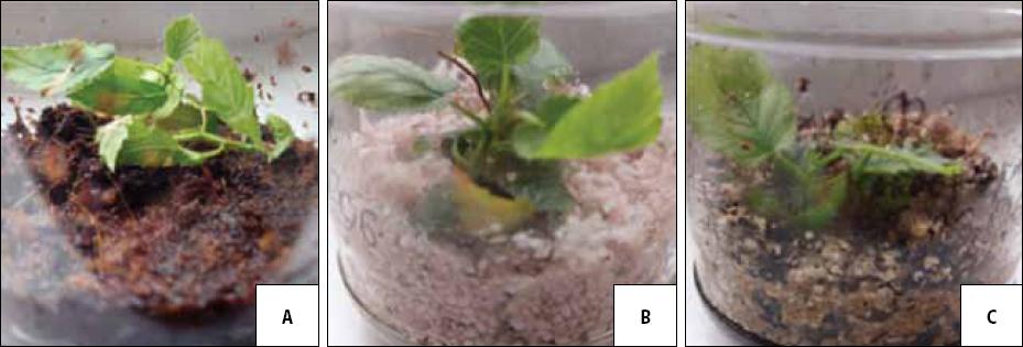 In vitro cultivation of Tonda Gentile Romana hazelnut explants during pre-adaptation: (a) coconut; (b) pearlite; (c) a mixture of pearlite and coconut (1:1)