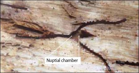 Initial gallery (nuptial chamber)