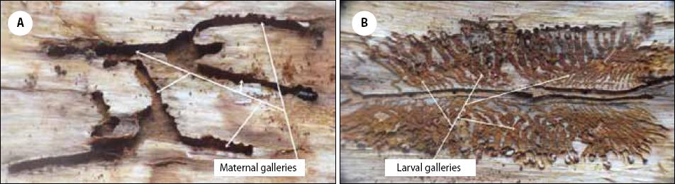 A typical gallery pattern of Ips stebbingi excavated in Pinus wallichiana: maternal galleries (A), larval galleries (B)