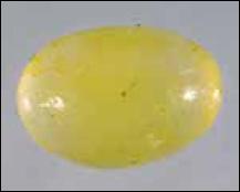 Egg of Ips stebbingi