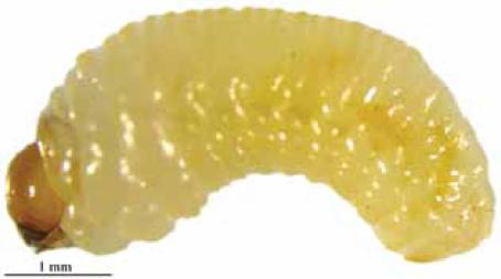 Larva of Ips stebbingi