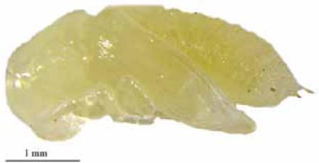 Pupa of Ips stebbingi