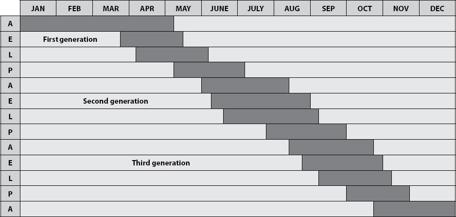 Seasonal distribution of Ips stebbingi on Pinus wallichiana in Kashmir (E – egg, L – larva, P – pupa, A – adult)