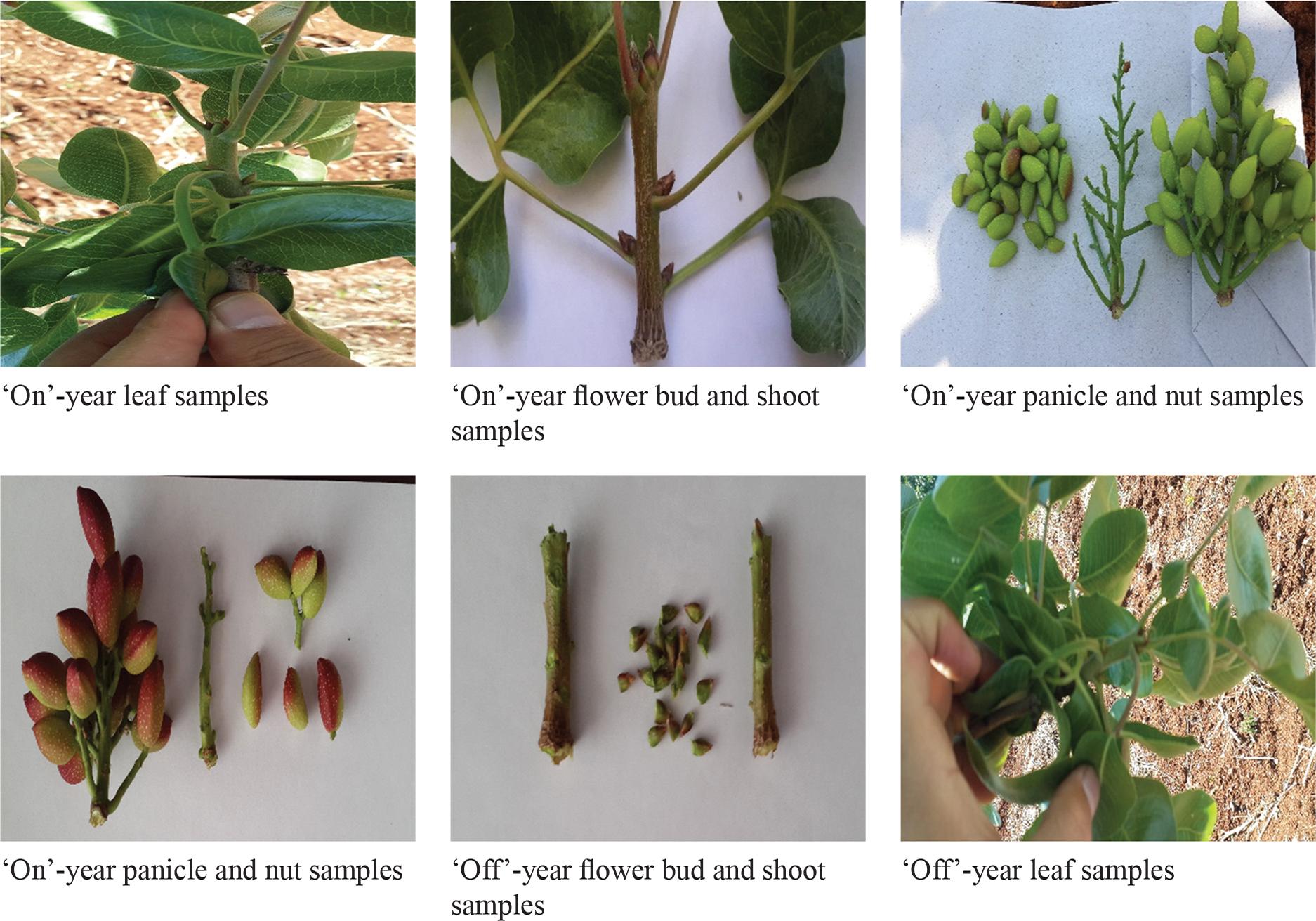 Appearance of the plant material used in the research.