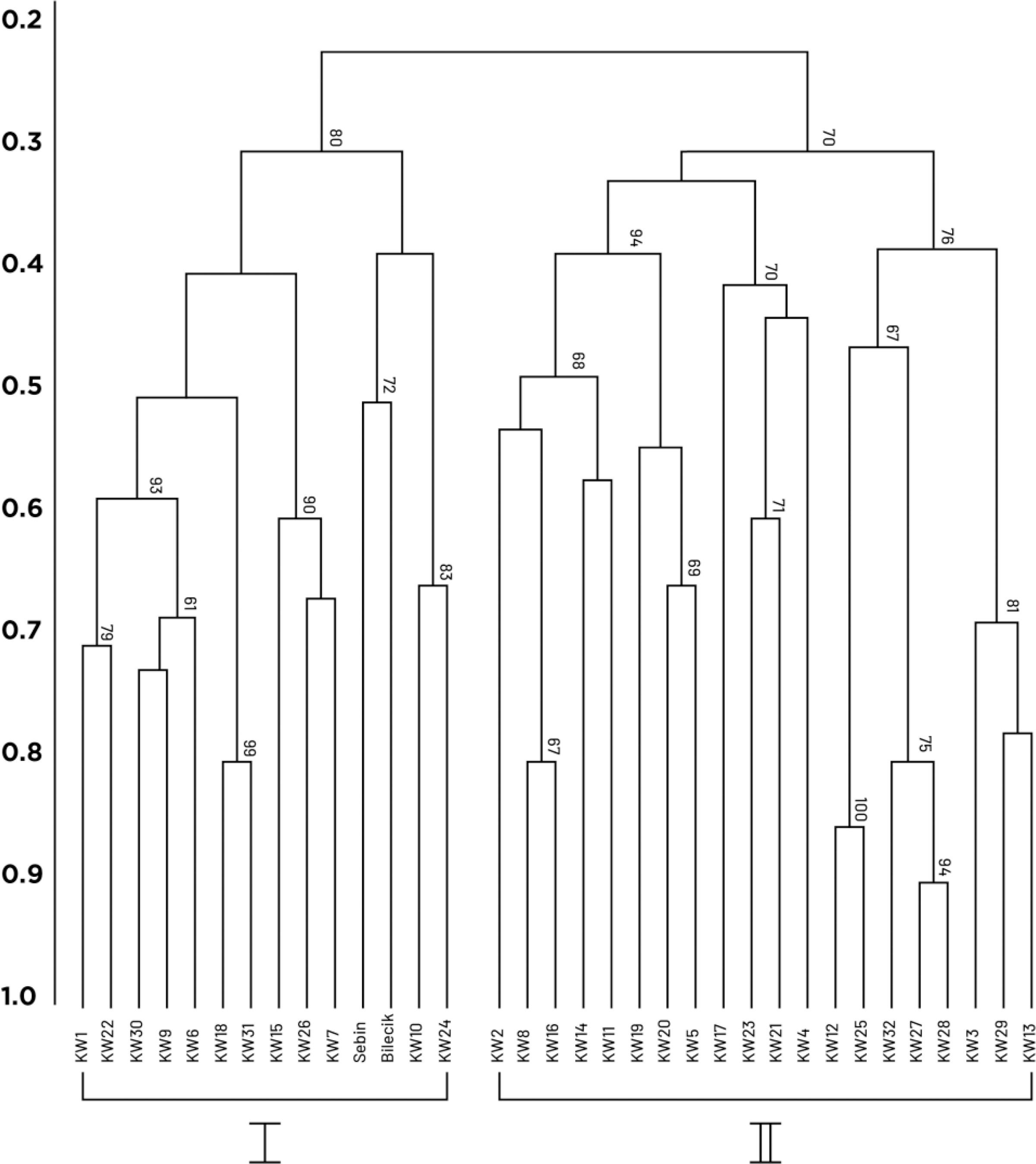 The UPGMA dendrogram based on simple matching similarity matrix obtained using 21 SSR markers, illustrating the relative similarity among 32 walnut genotypes and 2 standard cultivars.
