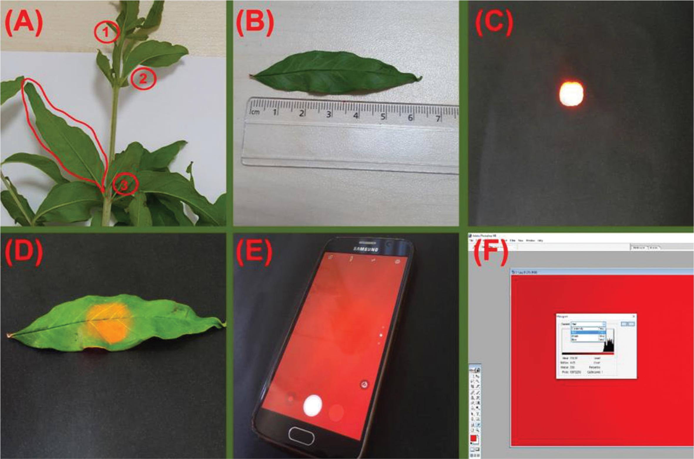 Experimental methodology and image acquisition: (A) selection of the leaf samples, (B): determination of the mid-point of the leaves, (C) a view of the red LED light from the closed box, (D) insertion of the leaf onto the closed box’s hole, (E) capturing of the contact image with a smartphone and (F) reading the RGB values of the images by using the histogram function of the Photoshop ME 7.0.