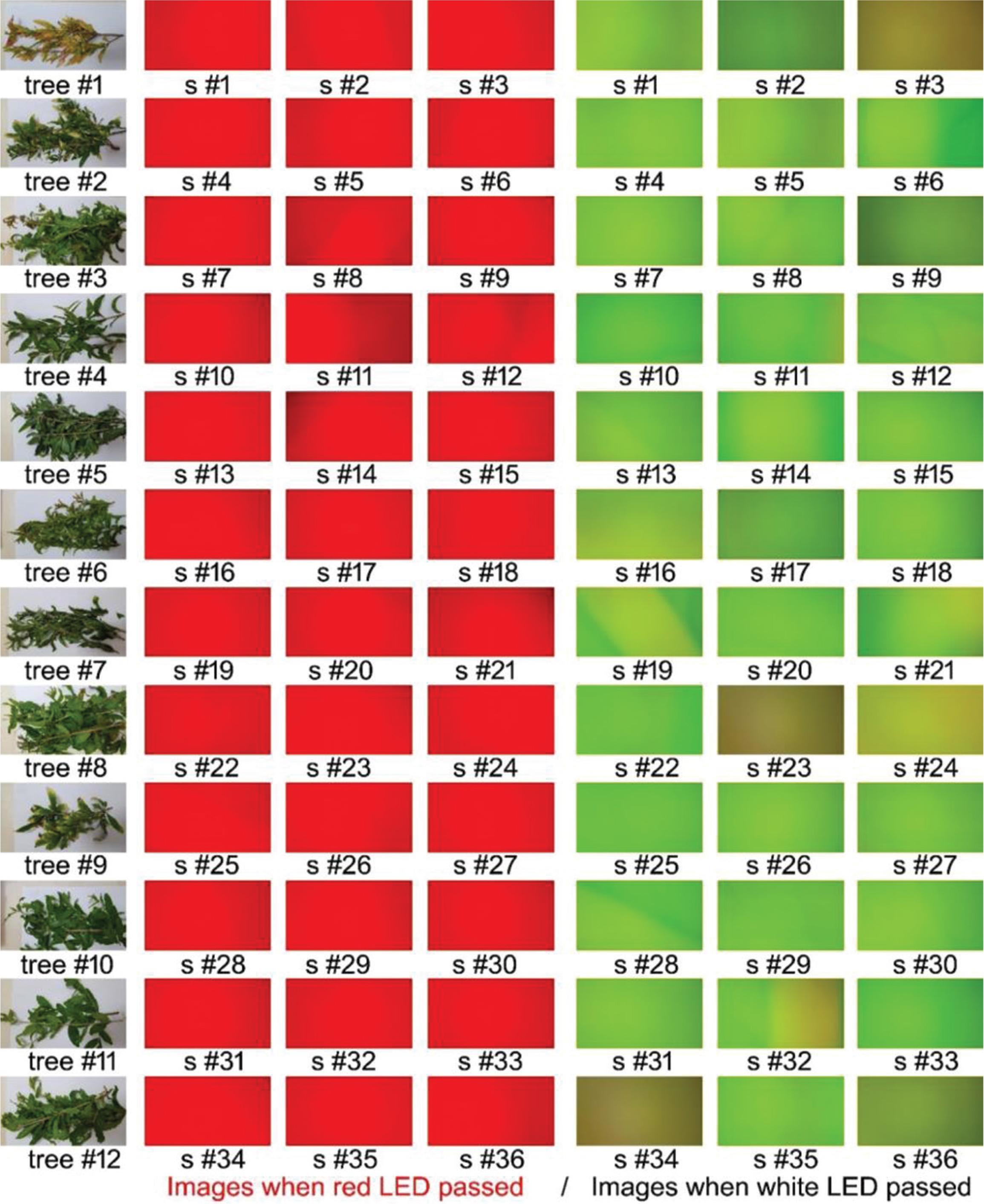 Captured leaf images with a smartphone when red LED passed (three red images from the left side) and when white LED passed (three green images from the right side).