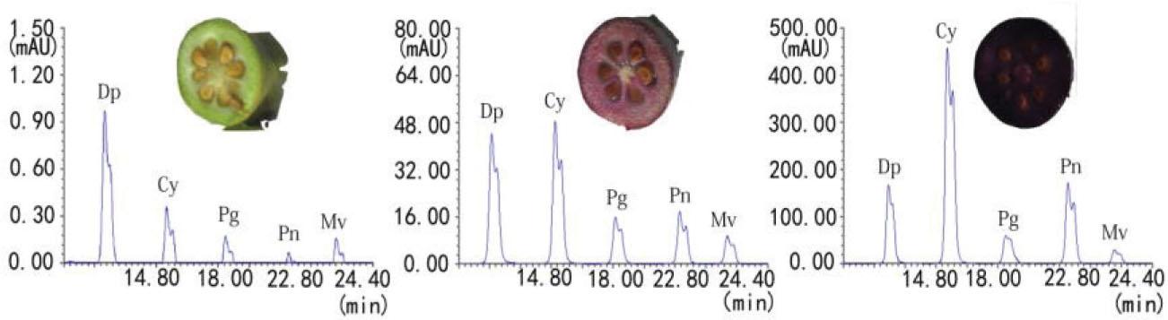 High-performance liquid chromatographic results of anthocyanins at different developmental stages of myrtle fruit. G, Green; C, colour break; M, mature.