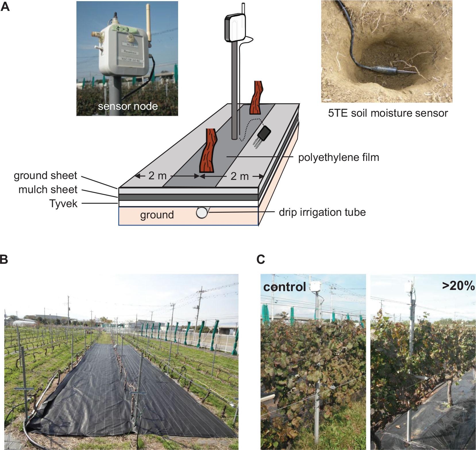 Deployment of a wireless sensor networking system for real-time monitoring of soil water content and an irrigation system. (A) Schematic representation of an experimental plot whose soil water content was controlled to more than 20% using an irrigation system and sheet treatment. (B) Photograph of an experimental plot (20 m × 4 m) whose soil water content was controlled to more than 20%. Ten grapevines were cultivated in the plot. (C) Photographs of grapevines in the experimental plots. Control, non-irrigated grapevines; >20%, irrigated grapevines.