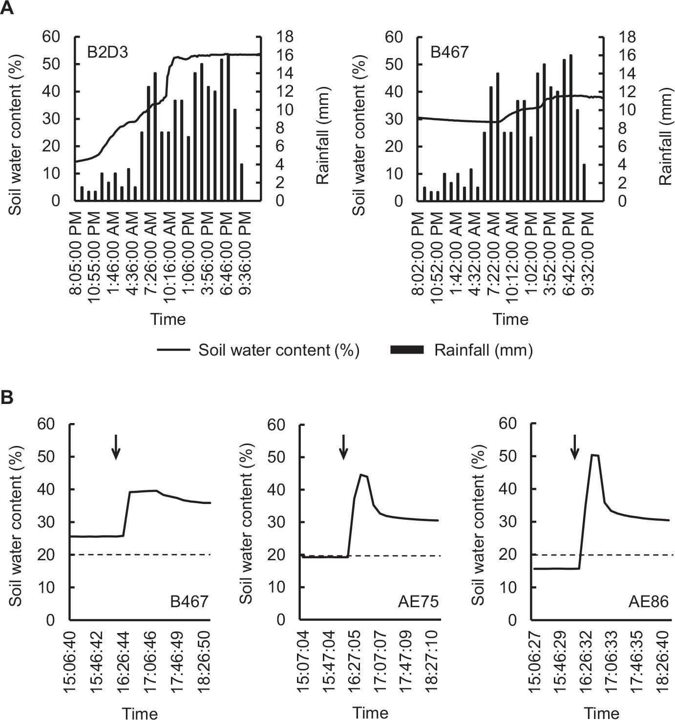 Changes of soil water content in response to rainfall and irrigation water. (A) Response to rainfall. Soil water contents were recorded by sensor B2D3 in the non-irrigated experimental plot and sensor B467 in the experimental plot with soil water content controlled to more than 20% from October 11 to 12 in the 2019 growing season. Rainfall data were collected by the Meteorological Observation System located approximately 50 m from the experimental plots. (B) Response to irrigation water. Irrigation was performed for 10 min at 16:00 on May 29 in the 2017 growing season. Soil water contents in the irrigated experimental plots were recorded by sensors B467, AE75 and AE86. Arrows indicate the timing of irrigation. Dotted lines in graphs indicate 20% soil water content.