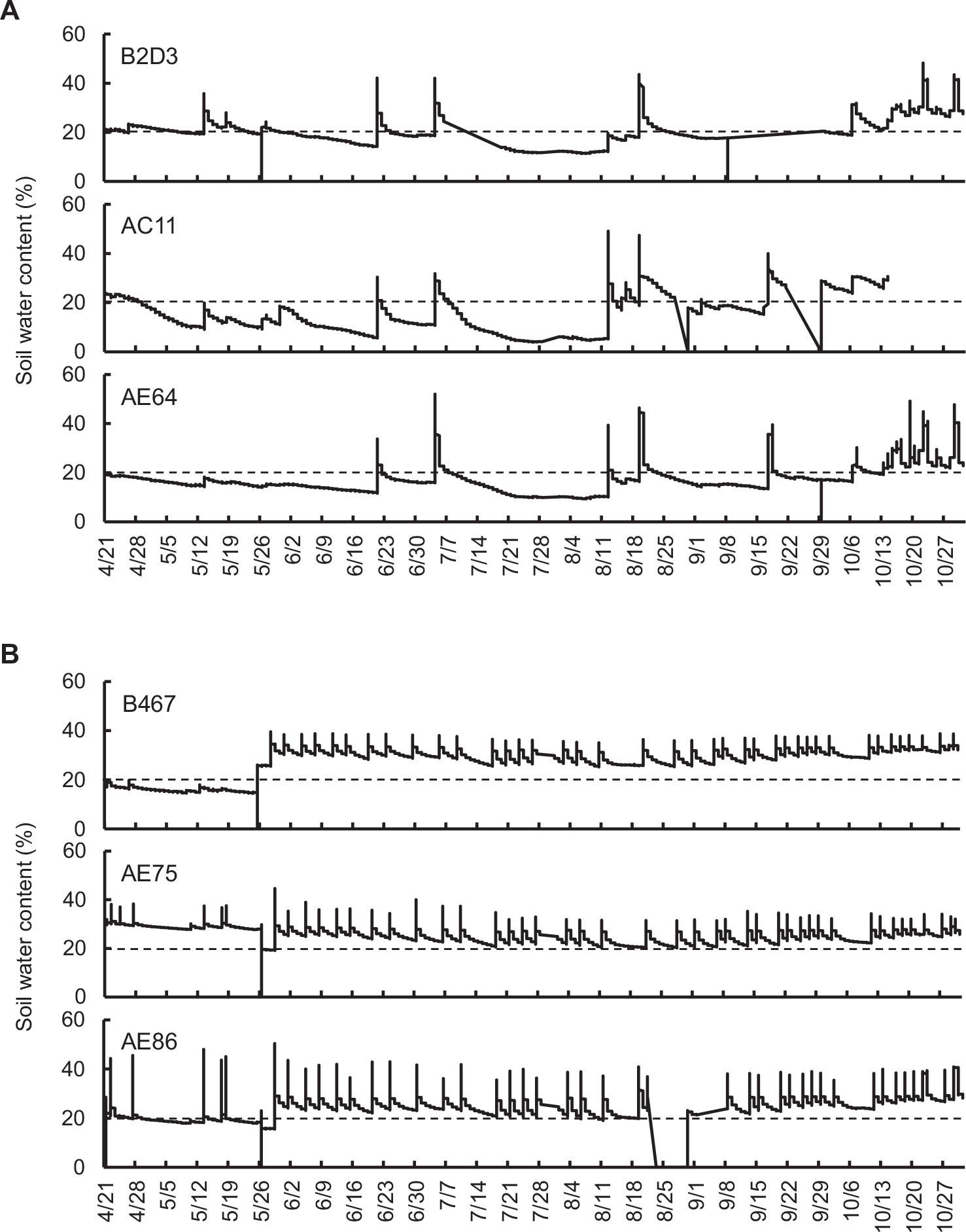 Representative profiles of soil water content in experimental plots. Soil water contents recorded by each sensor from April 21 to October 31 in the 2017 growing season are shown as representative profiles. (A) Non-irrigated experimental plot. (B) Irrigated experimental plot with soil water content controlled to more than 20%. Dotted lines in graphs indicate 20% soil water content.