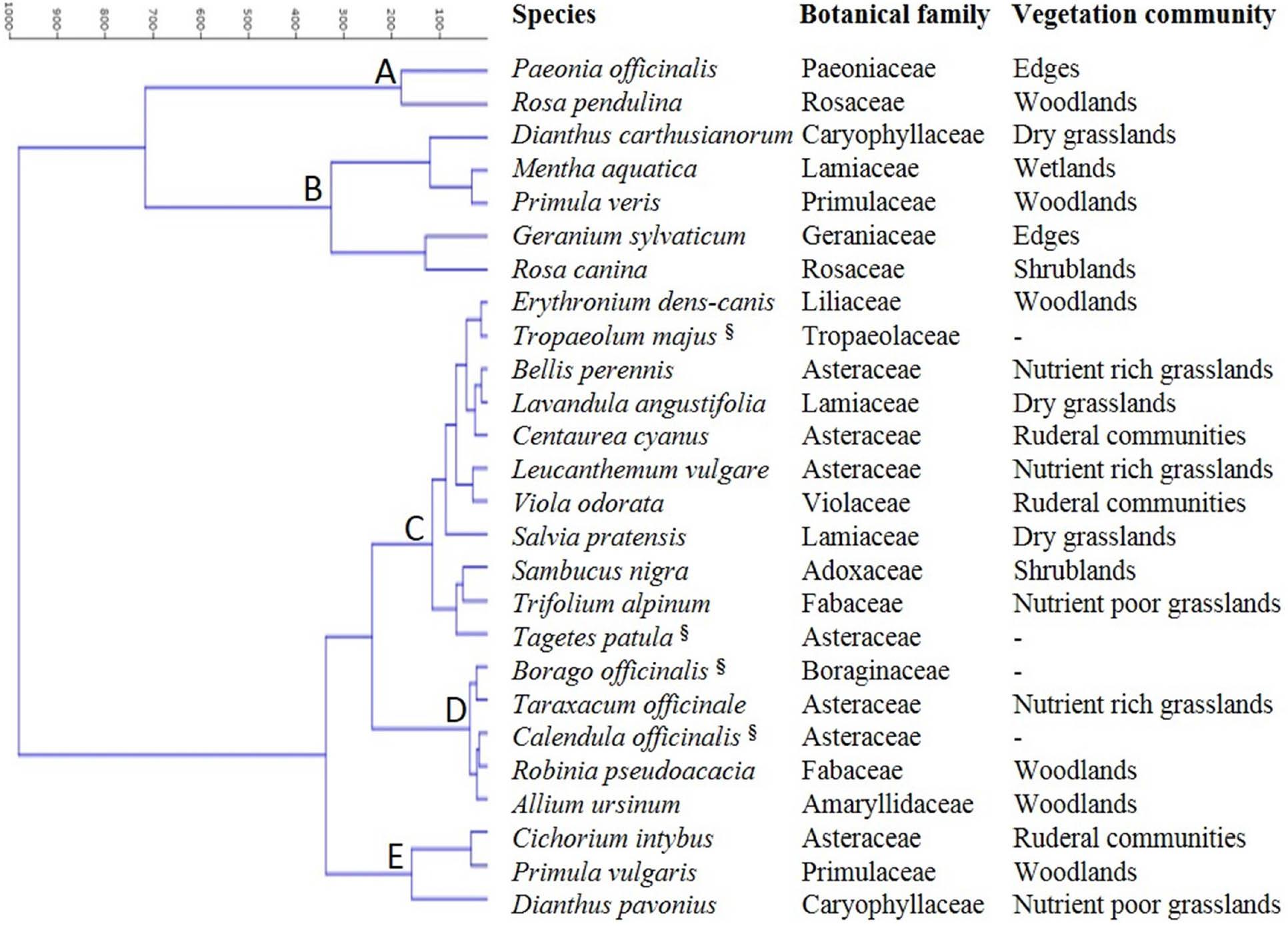 Hierarchical cluster analysis of the selected species according to their TPC and antioxidant activity (FRAP, DPPH and ABTS). The respective botanical family and vegetation community is provided for every species. §Flowers sampled from cultivated plants. ABTS, 2,2′-azino-bis-3-ethylbenzthiazoline-6-sulfonic acid; DPPH, 2,2-diphenyl-1-picrylhydrazyl; FRAP, ferric reducing antioxidant power; TPC, total polyphenol content.
